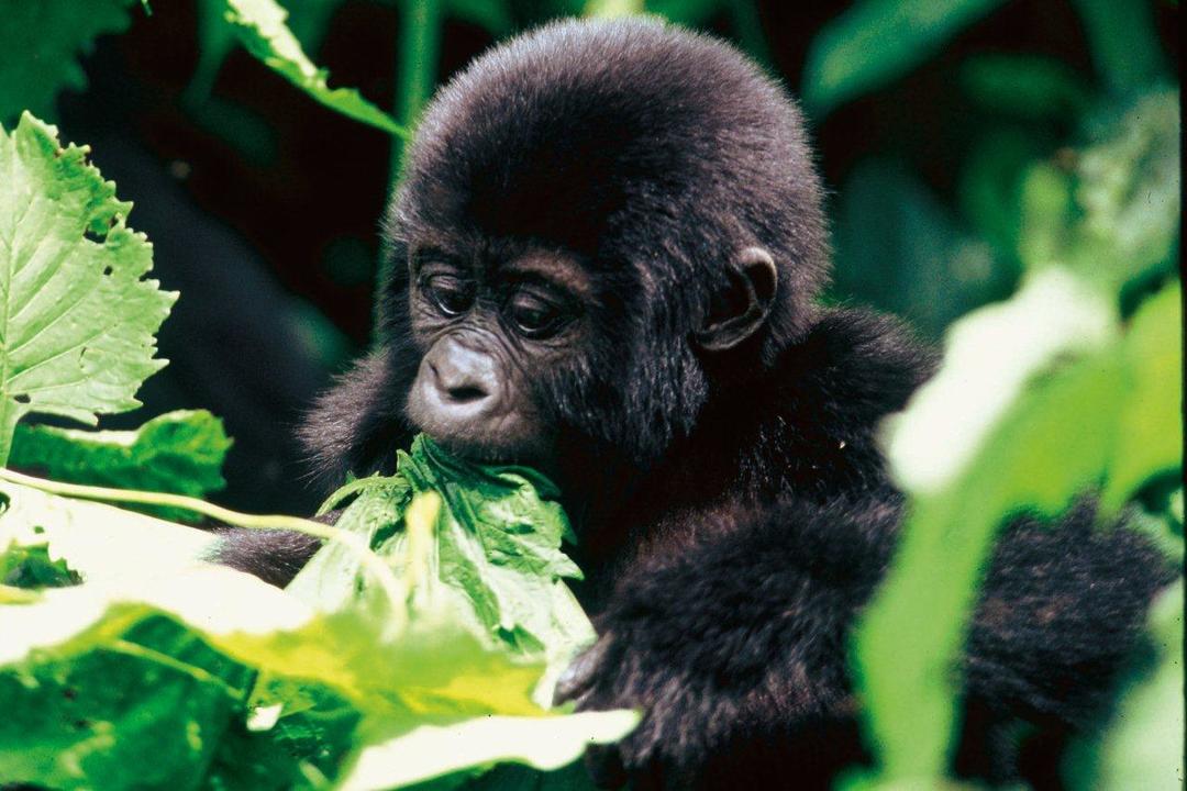 Bwindi Impenetrable Forest National Parkimage - 0